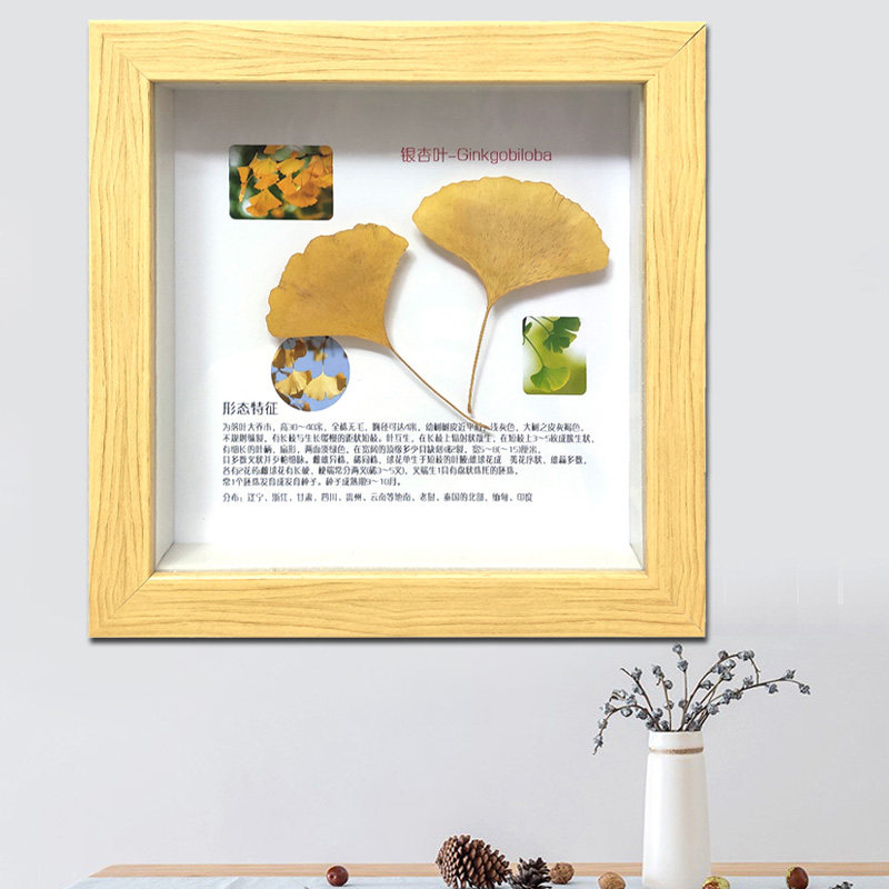 植物标本相框图文介绍可做装饰摆件科普教学展览s银杏树叶枫叶干