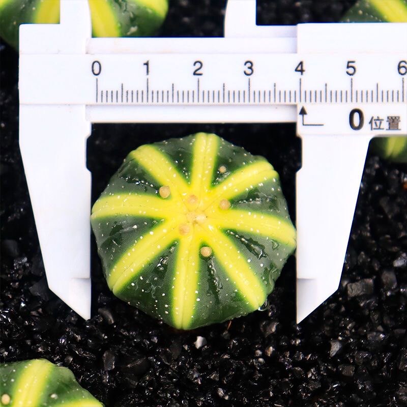 工厂销实生星兜西瓜兜q兜锦多肉植物开花仙人球组合防辐射四季好