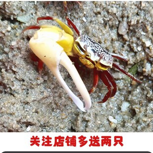 观赏蟹招潮蟹招财蟹另类宠物螃蟹挖洞蟹便宜又好看的螃蟹