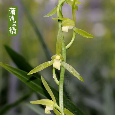 兰花苗墨兰兰岭素 报岁兰中矮叶素心 本地种苗室内盆景绿植盆栽
