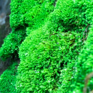 现货速发鲜活苔藓微景观白发藓短绒青苔植物盆景栽生态瓶diy造景