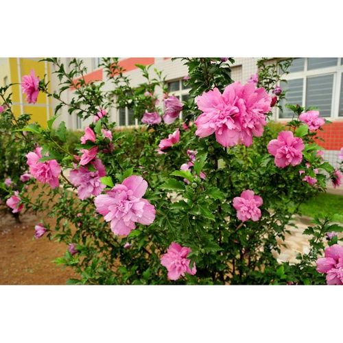 木槿树苗木槿花苗重瓣木槿 当年开花 绿化庭院植物 篱笆墙 围栏苗