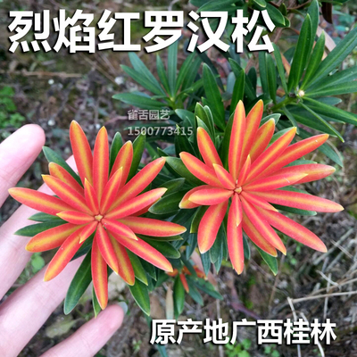 新品烈焰红罗汉松 红芽罗s汉松叶片鲜红绿色油亮 树苗绿植盆景造