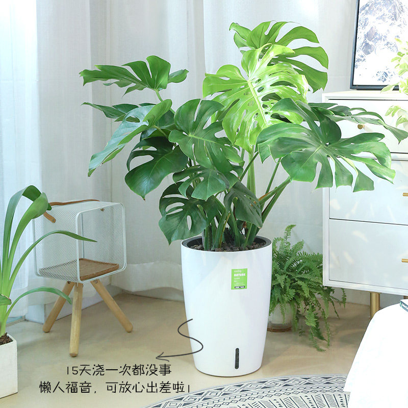 水培龟背竹大型客厅植物室内盆栽花卉不挑环境容易养护北欧风绿植