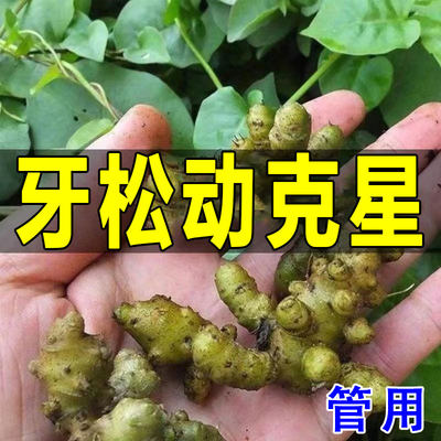 网红【牙松不用拔】牙齿松动出血牙龈肿痛萎缩牙痛牙晃牙松固齿牙