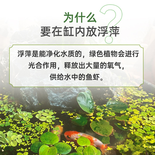 芝麻浮萍鱼缸造景水草水族箱养鱼水培植物小叶萍净化水质景观 推荐