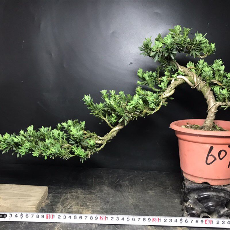 原生米叶罗汉松悬崖飘支造型一图一买老j桩盆栽阳台客厅茶几办公