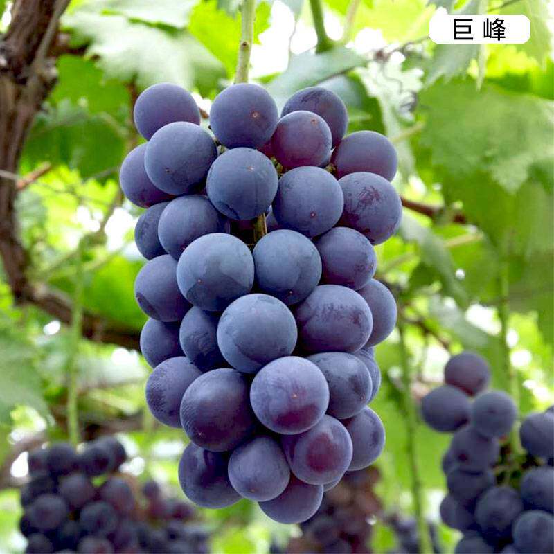 海蒂的花园巨峰葡萄树q苗阳台庭院藤本果树耐寒北方南方易养盆栽