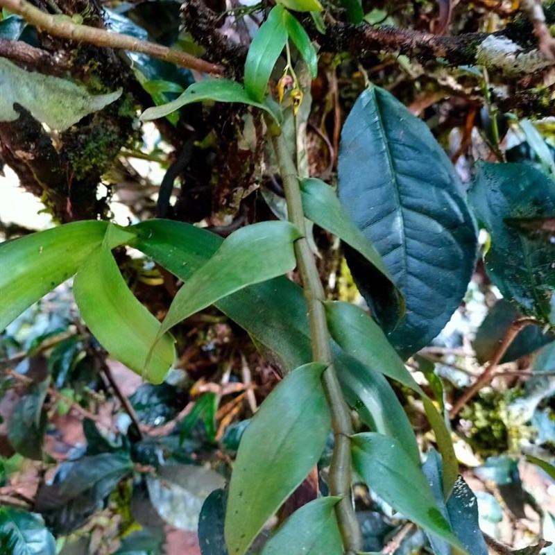无须去茶山折腾了1000克的价格真古树春看茶树上寄生的野兰花就知