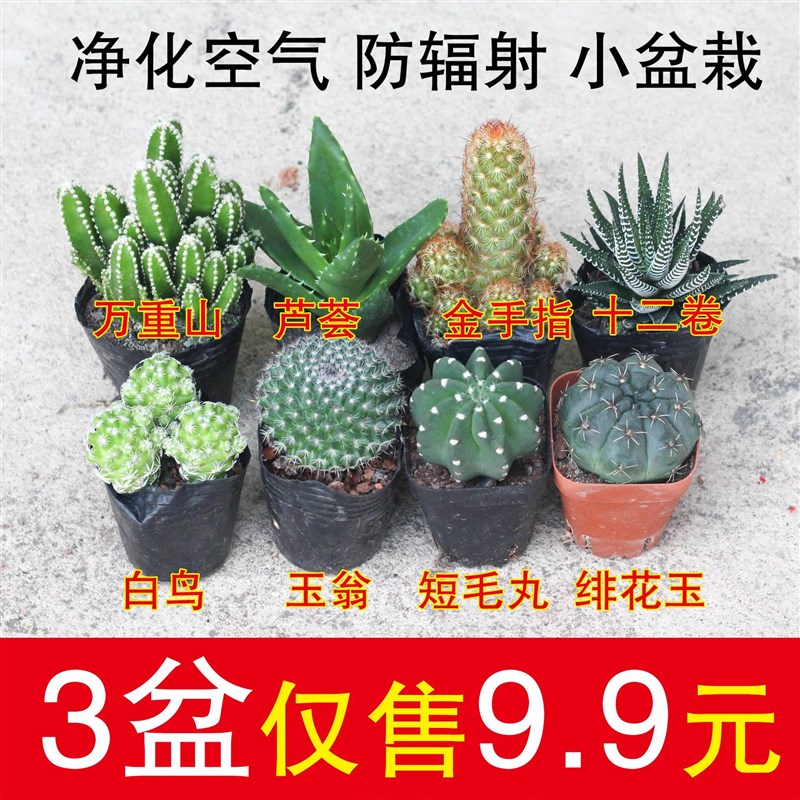 新手好养多肉植物仙人球小盆栽防辐射仙人掌桌面摆件室内组合盆栽