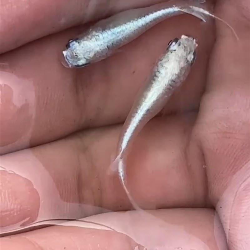 速发古法养鱼中华青鳉鱼观赏鱼群游除油膜不打氧红树林青鱂观背青