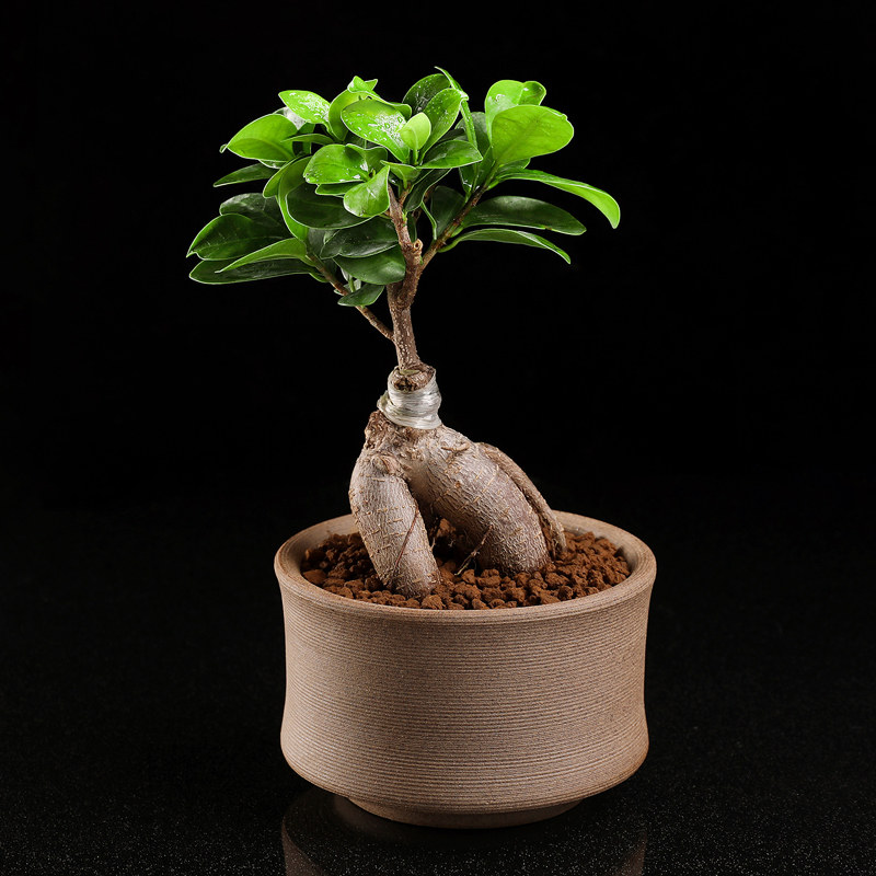 小叶人参榕树盆i景老桩多肉植物盆栽绿植室内防辐射组合肉肉花卉