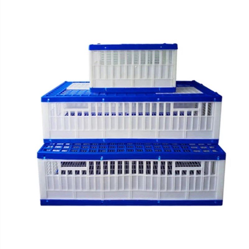 鸽子用品赛鸽笼塑料放飞笼训放笼报道笼集鸽笼训鸽笼