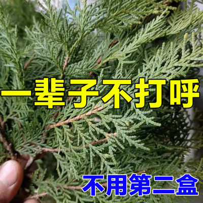 【100%打鼾咏不在犯】打呼噜止鼾神器成人学生鼾立停防止Z打呼噜Y