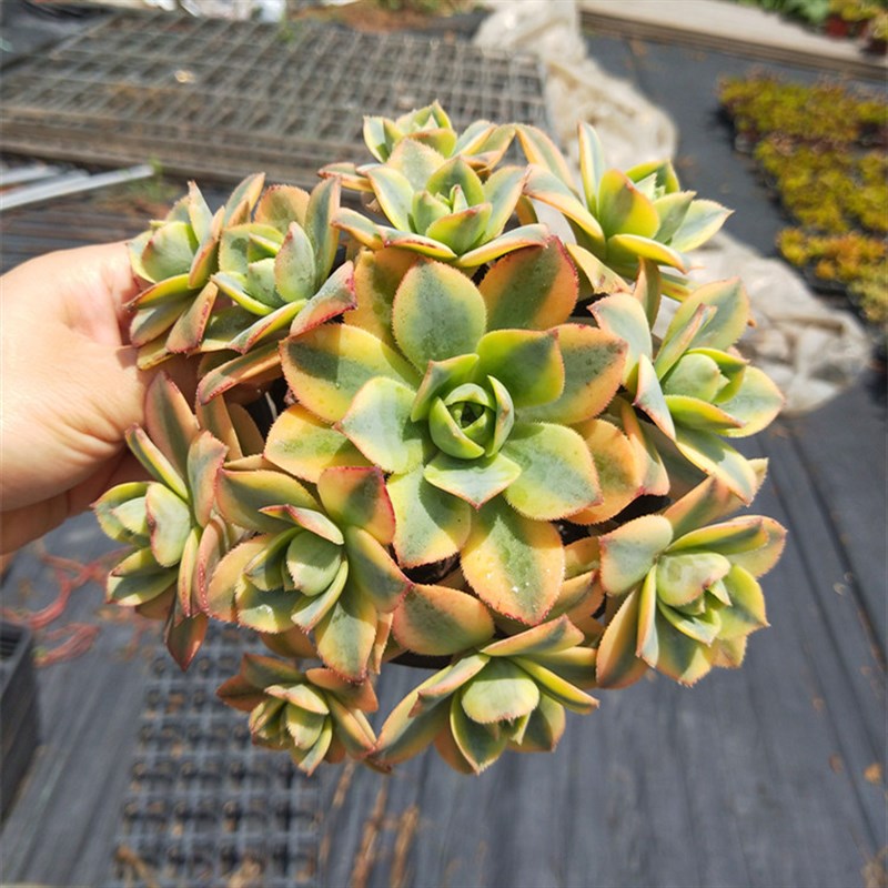 星爆多头手捧花星爆法师灿烂法师多头老桩大型多肉植物法师老桩