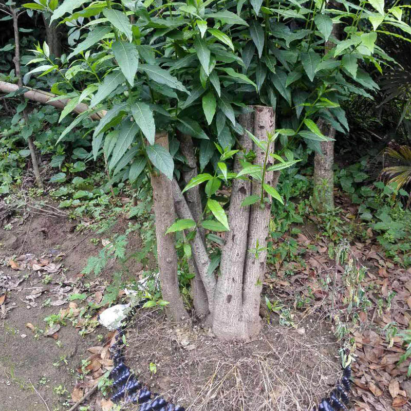 腊梅花树苗c盆栽冬天开花耐寒植物阳台庭院浓香花卉蜡梅花老桩盆