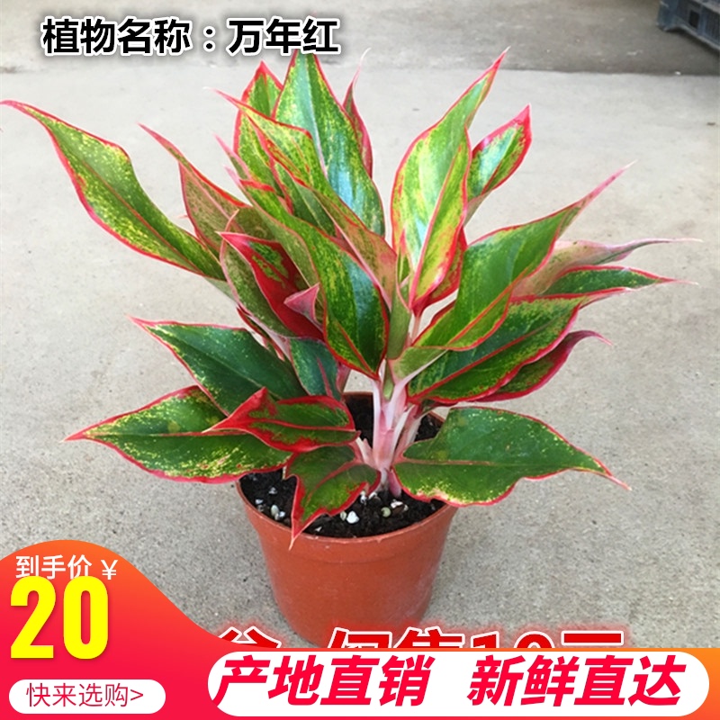 现货粗肋b草万年红小盆栽彩叶植物室内桌面客厅宿舍花卉吸甲醛喜