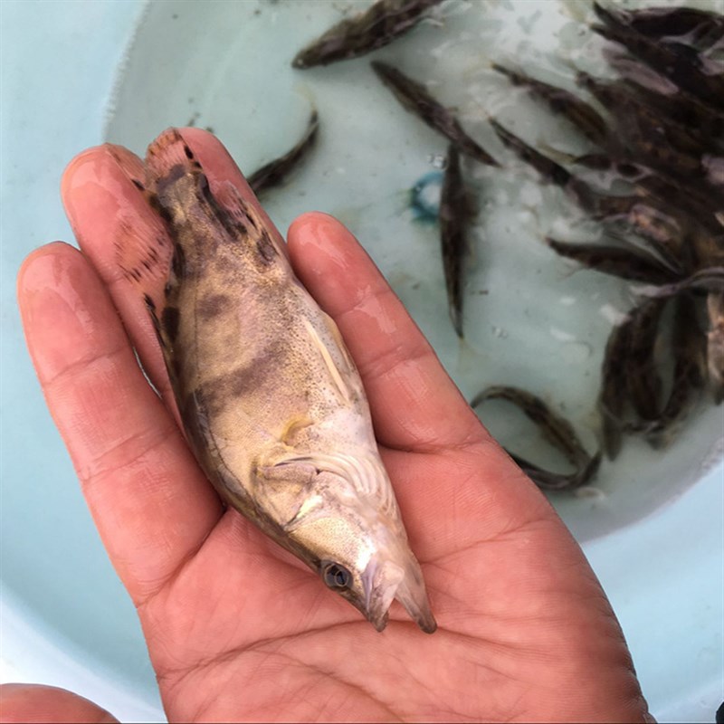 速发桂花鱼苗 鳜鱼 班桂鱼 江浙沪皖包邮 活体 路亚 到家 包活小
