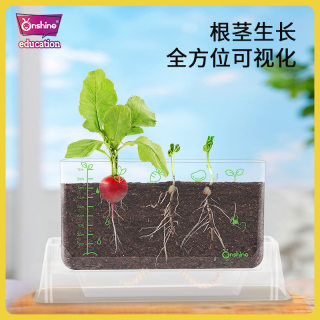 植物观察窗盒透明根系生长阳光种植房种花幼儿园儿童手工DIY玩具