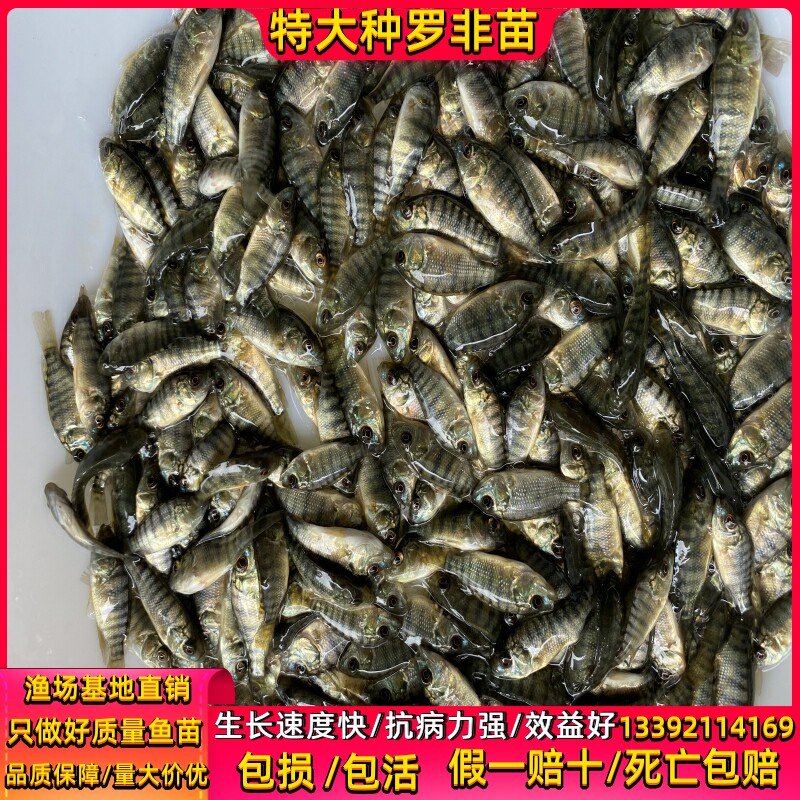 速发特大种罗非鱼苗脆肉罗非苗非州鲫罗非鱼鱼苗福寿鱼苗淡水养殖图片