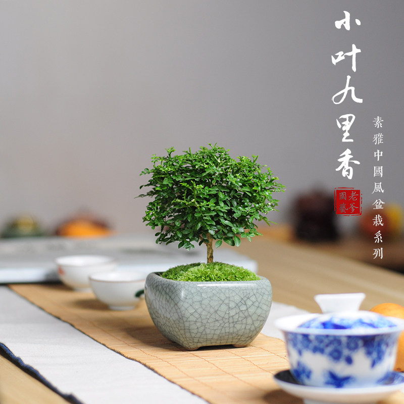九里香迷你植物小叶花卉四季常青盆栽茶室内米叶造型达摩微型盆景