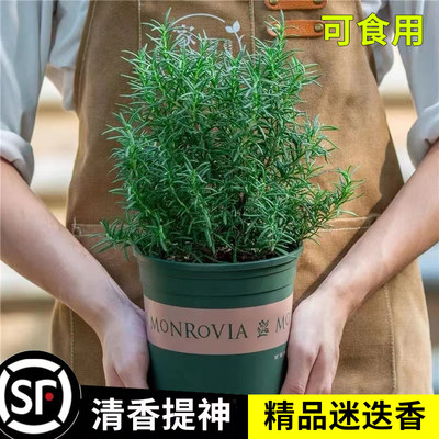 迷迭香可食用绿植牛排用盆栽物苗花卉室内阳台百里香薄荷香草驱蚊