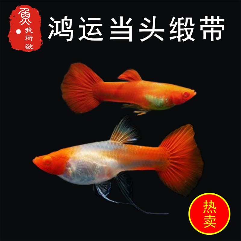 速发鸿运当头孔雀鱼双分水活体孕母临产胎生鱼热带鱼繁殖下崽狂魔