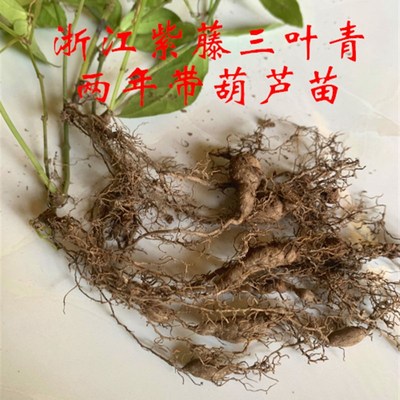 三叶青苗种苗带葫芦苗浙江紫藤三叶青金线吊葫芦苗每颗的带葫芦