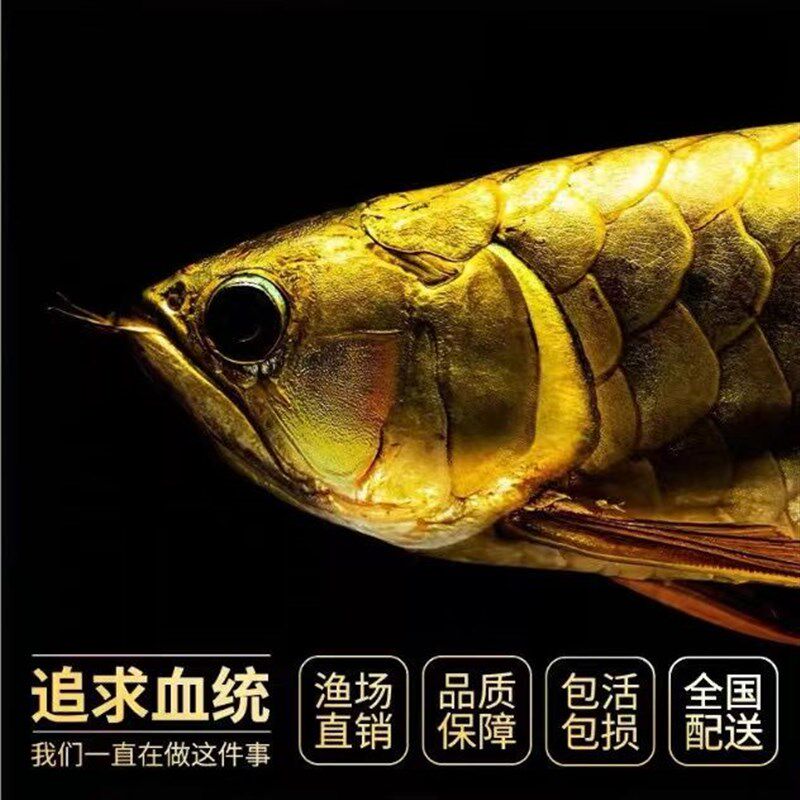 速发金龙鱼活鱼红龙龙鱼七彩银龙鱼稀罕观赏鱼宠物幼苗热带淡水鱼