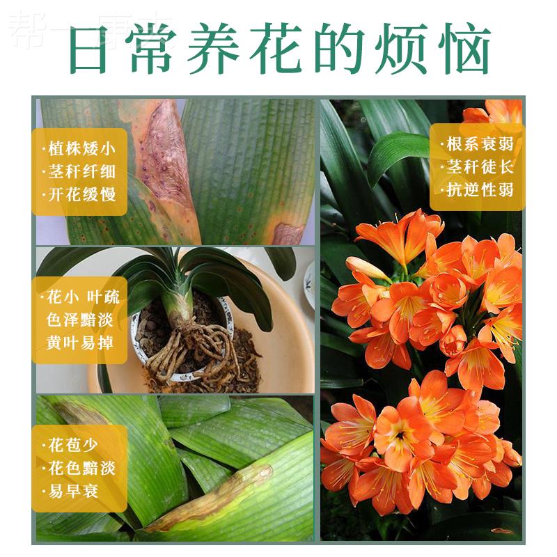 新品君子兰黄叶病烂根专用药防焦边促开花生根壮苗兰花有机肥料颗