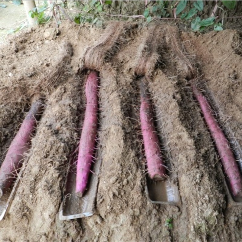 厂家直销淮山槽山药种植槽淮山浅A生槽定向槽塑料U型槽100条包邮 农机/农具/农膜 其它农用工具 原图主图