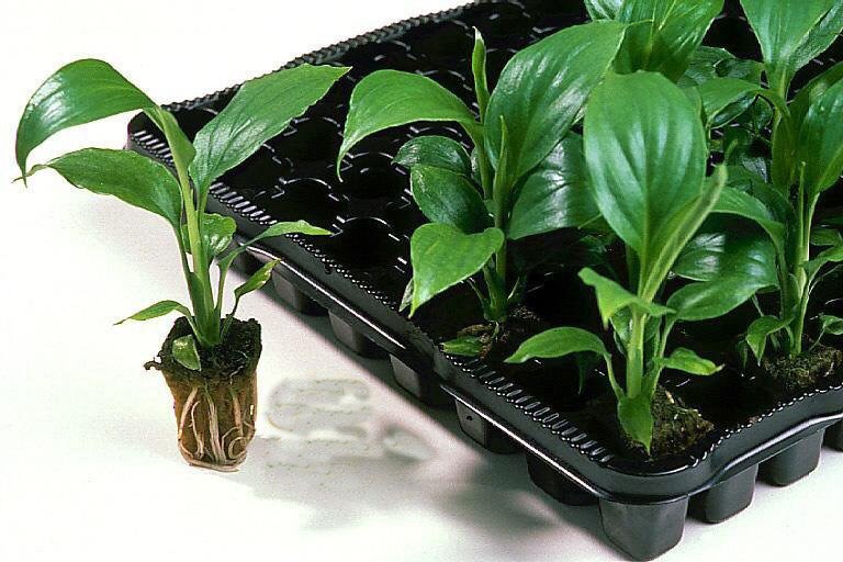 100pcs grow Grodan 1