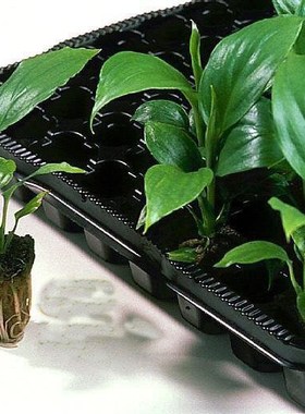 100pcs grow   Grodan 1