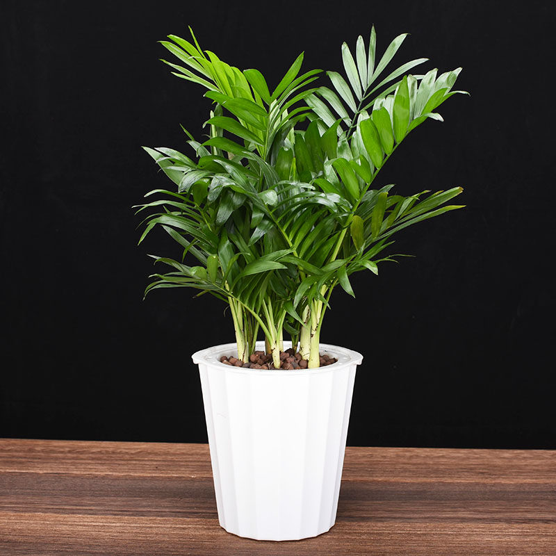 袖珍椰子盆栽室内办公室绿植x吸甲醛净化空气大盆椰子树植物花卉