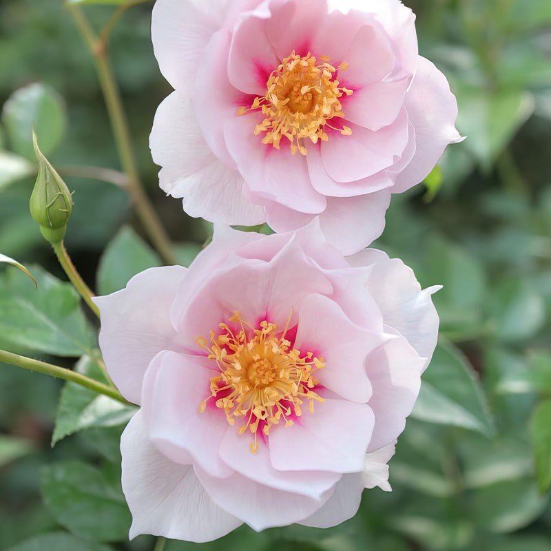 一见钟情 多头日本超新品花园木本玫瑰花苗盆栽阳台月季花卉1