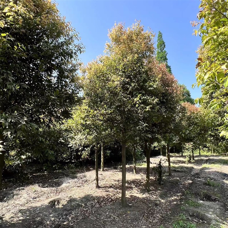 天竺桂树基地直发截杆全冠规格齐全城市行道树四季常绿乔木