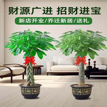 发财树客厅大盆栽乔迁开业大棵单杆室内办公室大型独杆盆景绿植物