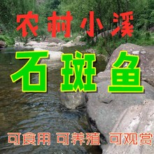 光唇鱼苗淡水石斑鱼小溪石斑鱼苗观赏鱼淡水鱼U养殖溪鱼冷水鱼