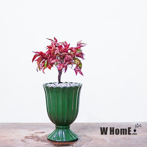 【壹】 带盆栽好绿植 精品植物 盆景 小造景