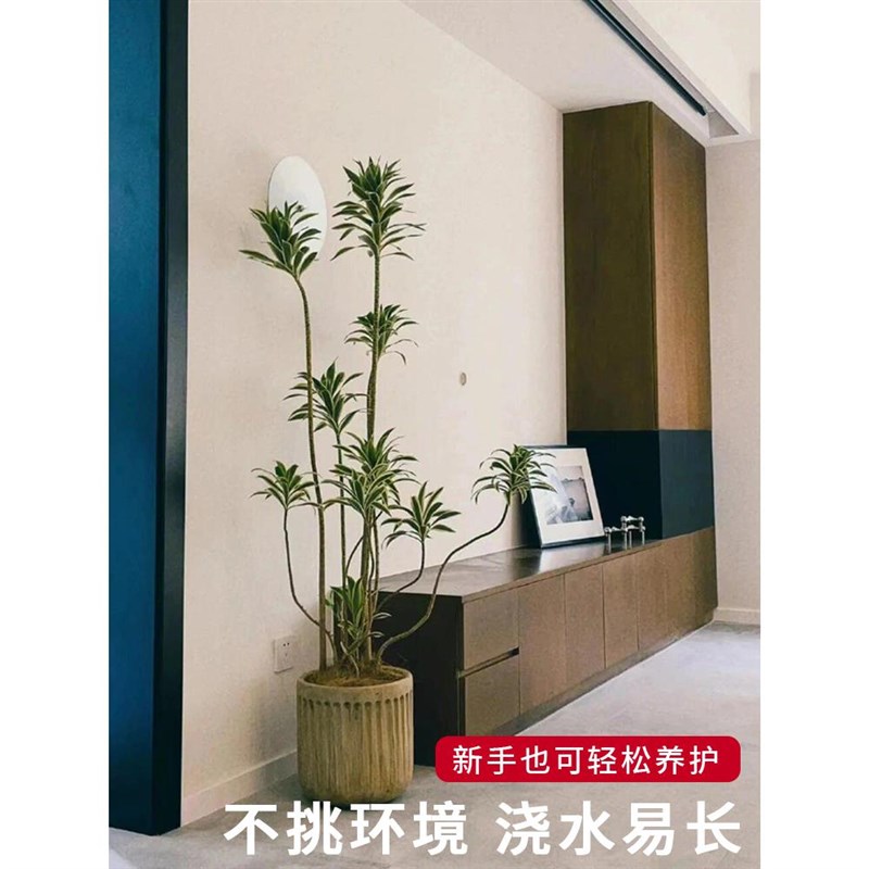 金心百合竹小苗真绿植物盆栽室内客厅耐荫好养网红办公室桌面基地图片