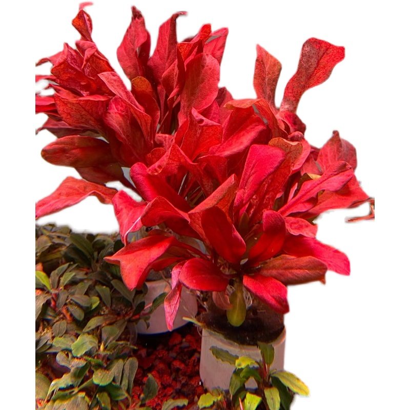 红宝石极乐鸟红色水草鱼缸造景新手水草高档前景赖养观赏草发色