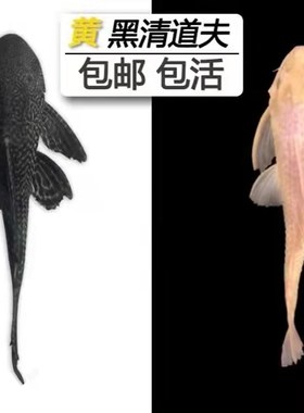 鱼池清道夫垃圾鱼鱼缸冷水清理清洁工J具黄色除藻工具鱼女王吃屎