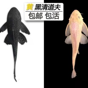 鱼池清道夫垃圾鱼鱼缸冷水清理清洁工J具黄色除藻工具鱼女王吃屎