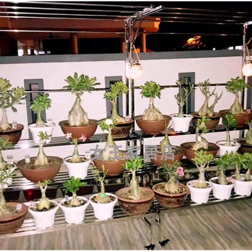 不锈钢花架吊兰雨棚遮阳保温架攀爬藤架I植物墙壁多层楼梯落地定