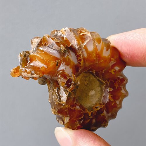 工厂销天然e古生物羊角螺化石玉化海螺菊石矿石标本石头科普奇石