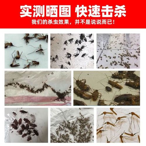 苍蝇香一闻死强力驱蚊虫用品灭蚊子无毒无味蝇香家饭店专用养殖场