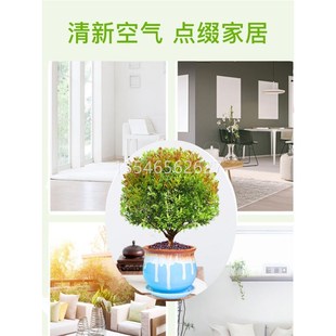 金丝楠木盆栽小叶赤楠盆景造型金丝楠木盆景小叶桢楠树苗吸甲醛