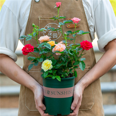 多色玫瑰花盆栽室内阳台室外庭院四季开花好养植物花卉带花苞花苗