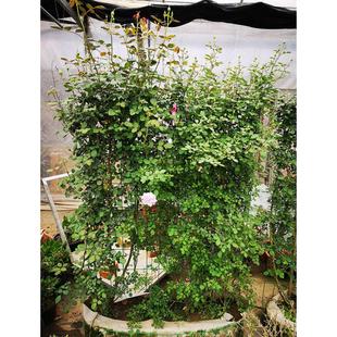 包上种门 植物 爬月季 花藤月庭院藤本欧蔷薇绿带花好藤本植大型