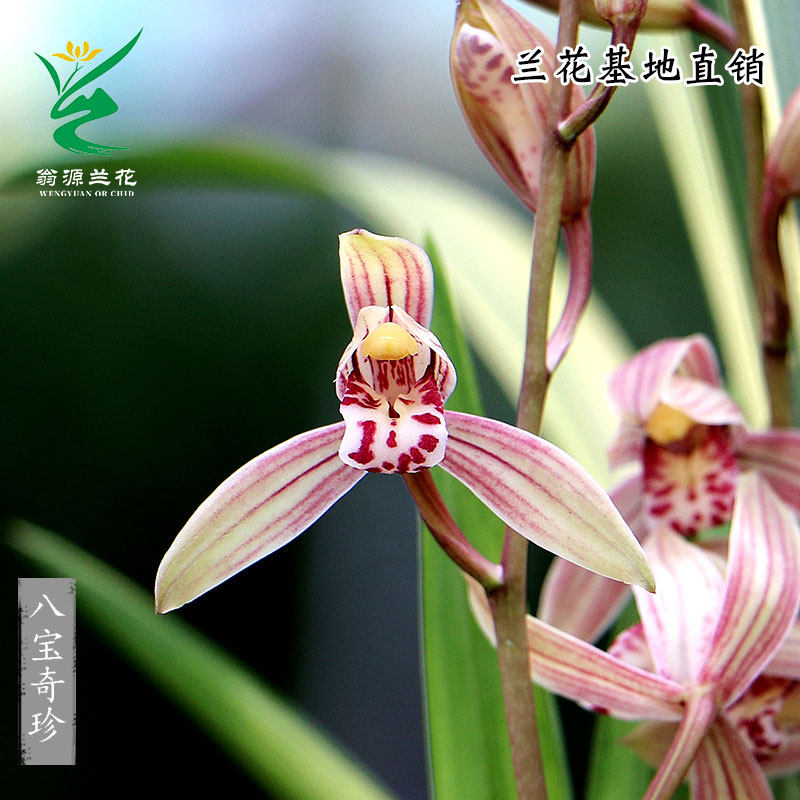 兰花苗金边线艺建兰四季兰八宝奇珍夏秋带花苞好易养花卉绿植盆栽